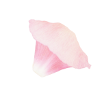 Aesthetic Supplies Slider Flower Bottom Left Img