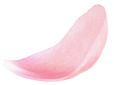 Aesthetic Supplies Slider Flower Top Img